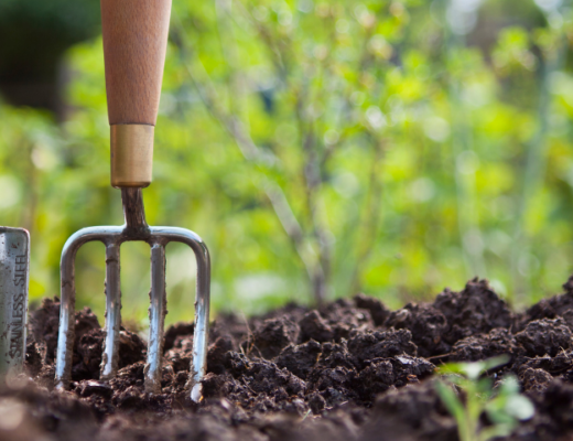 Historia de la jardinería y el paisajismo